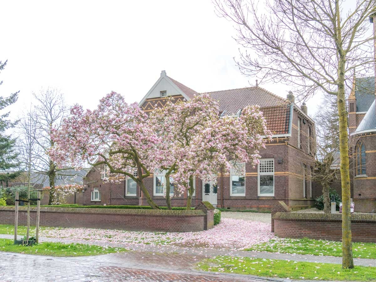 0005 bloesem 0005 bloesem