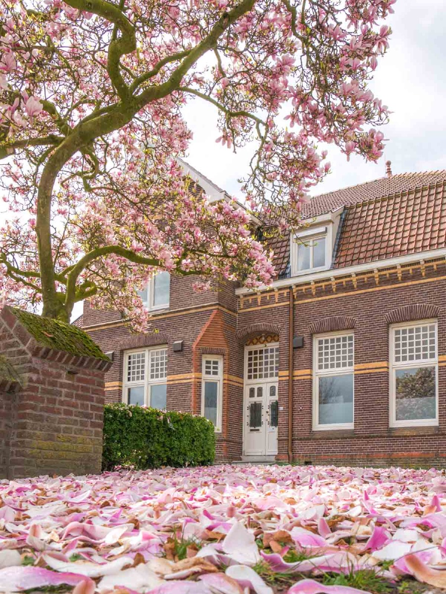 0006 bloesem 0006 bloesem