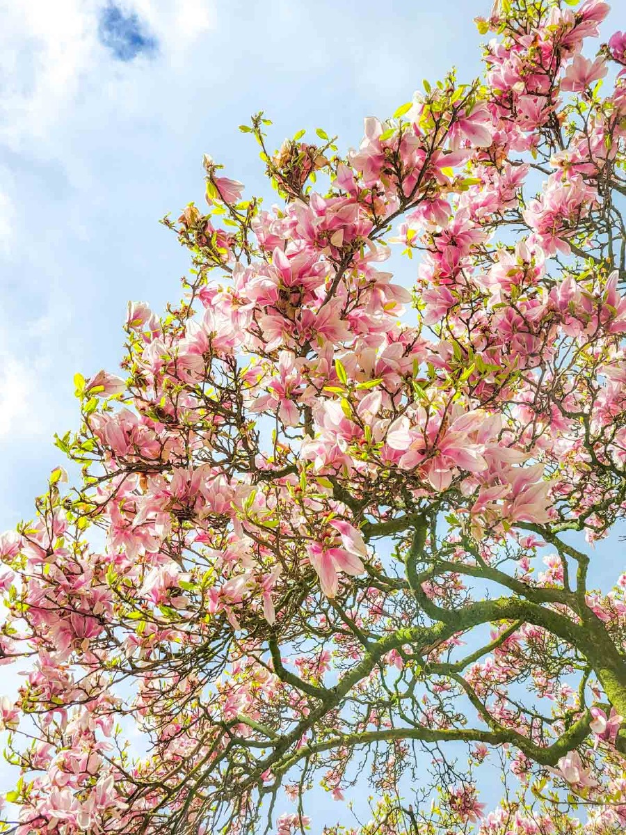 0007 bloesem 2024 03 23.49.18 0007 bloesem 2024 03 23.49.18