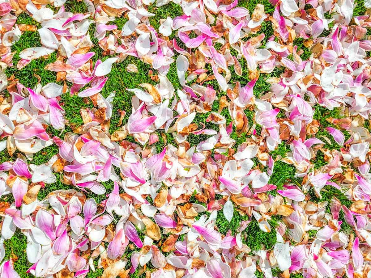 0008 bloesem 2024 03 23.51.52 0008 bloesem 2024 03 23.51.52