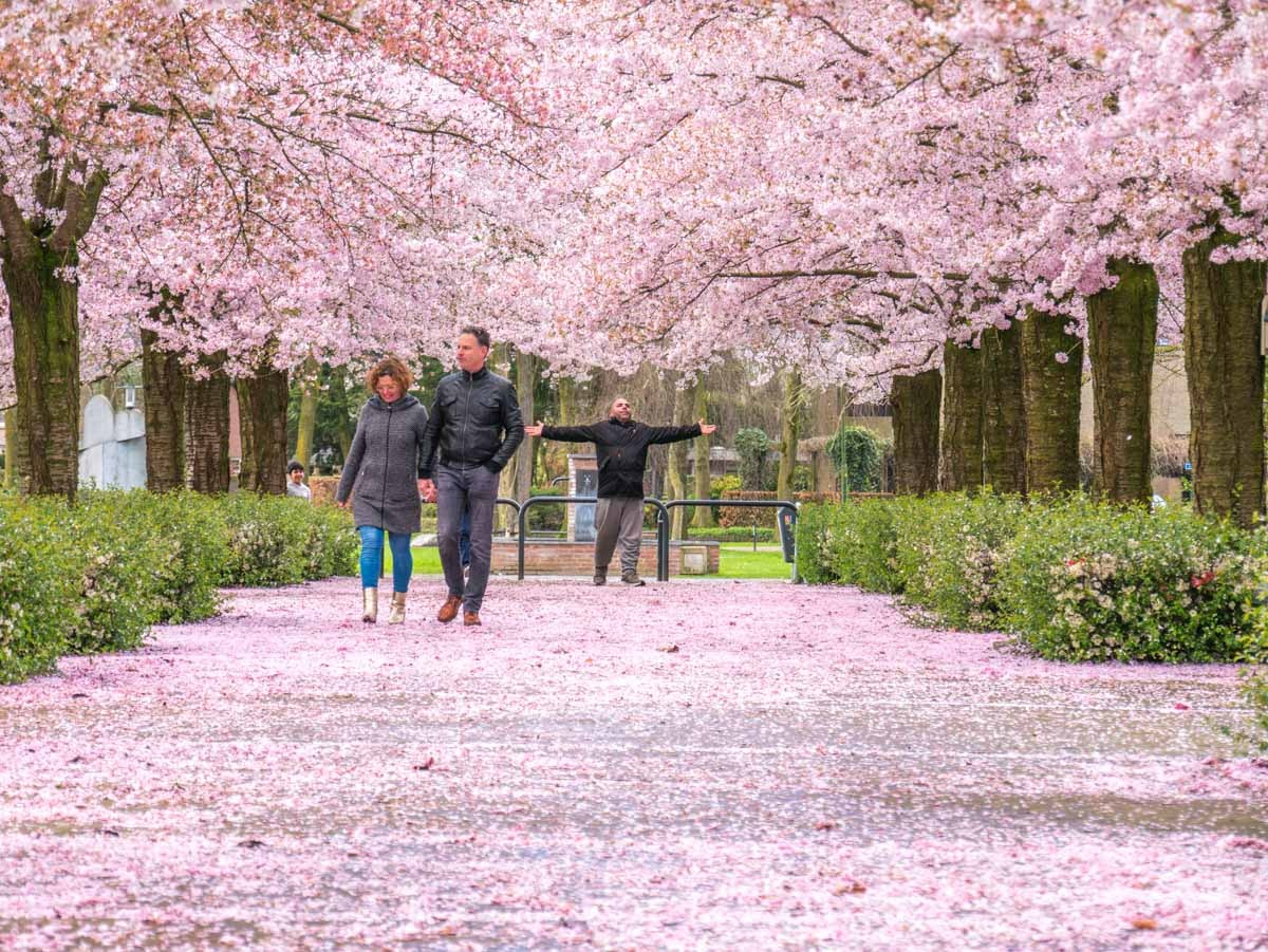 0012 bloesem 0012 bloesem