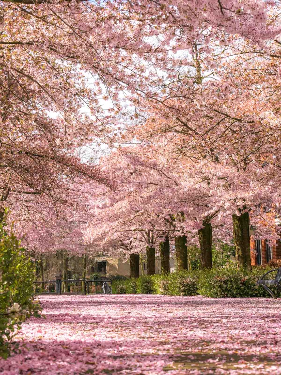 0013 bloesem 0013 bloesem