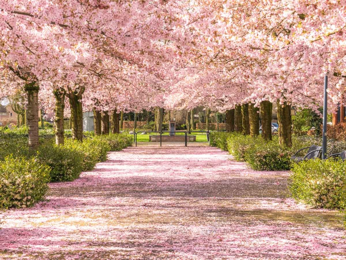 0014 bloesem 0014 bloesem