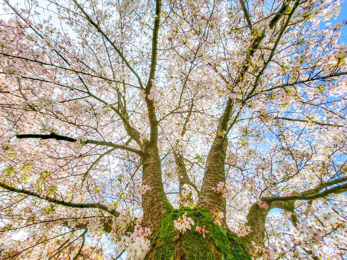 0015 bloesem 2024 03 23.28.05 0015 bloesem 2024 03 23.28.05