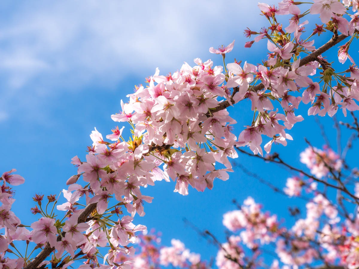 0016 bloesem 0016 bloesem