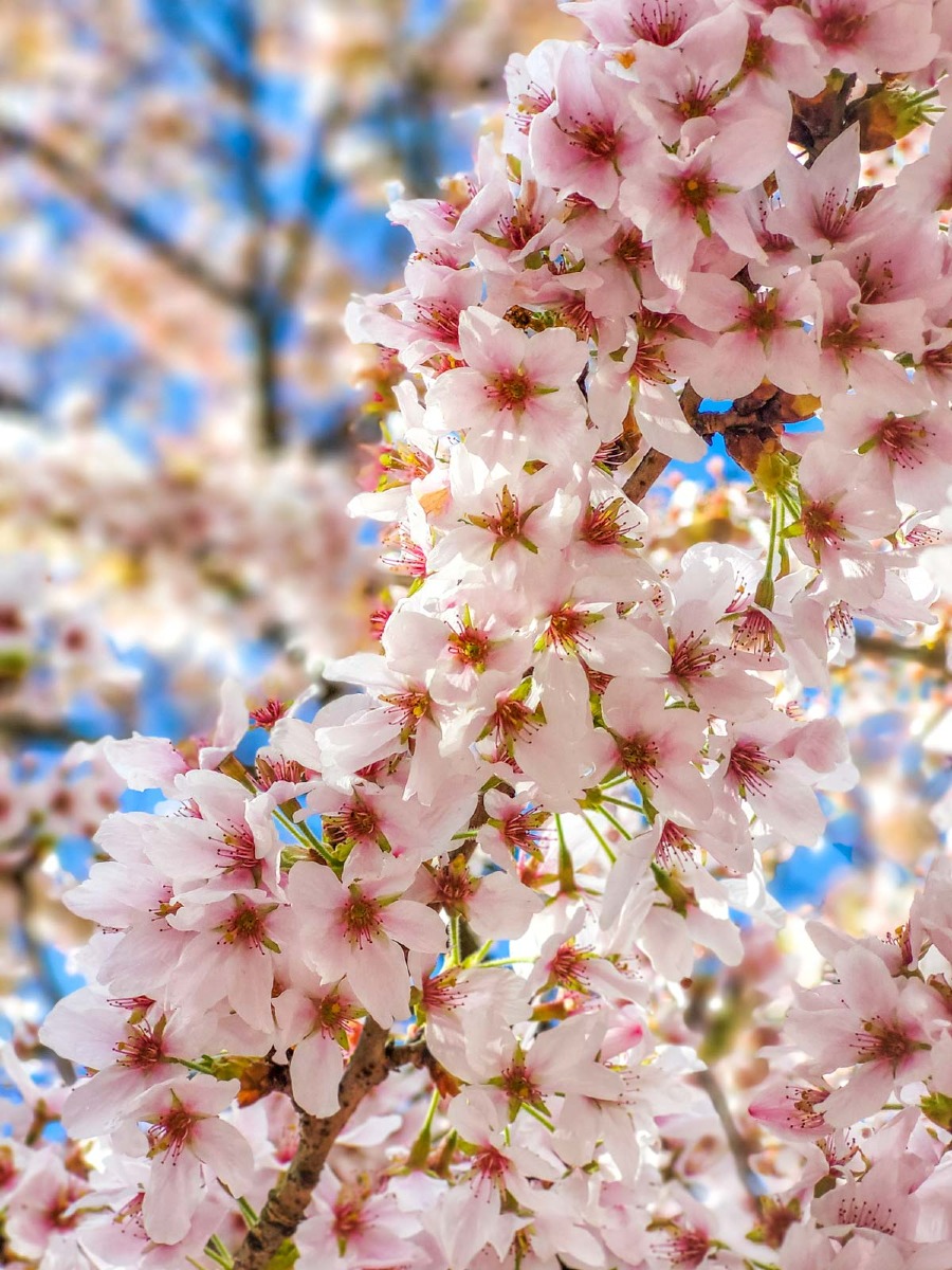 0017 bloesem 2024 03 23.31.03 0017 bloesem 2024 03 23.31.03