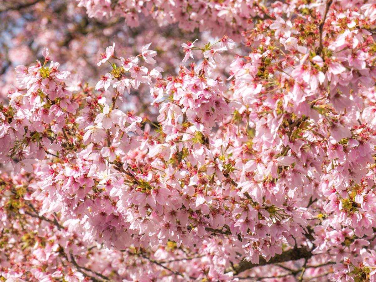 0018 bloesem 0018 bloesem