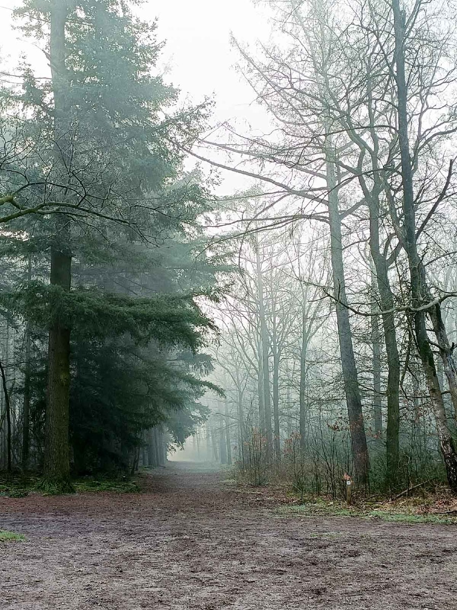 0002 maashorst img20240306084110 0002 maashorst img20240306084110