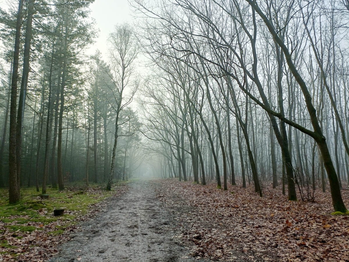 0003 maashorst img20240306084413 0003 maashorst img20240306084413