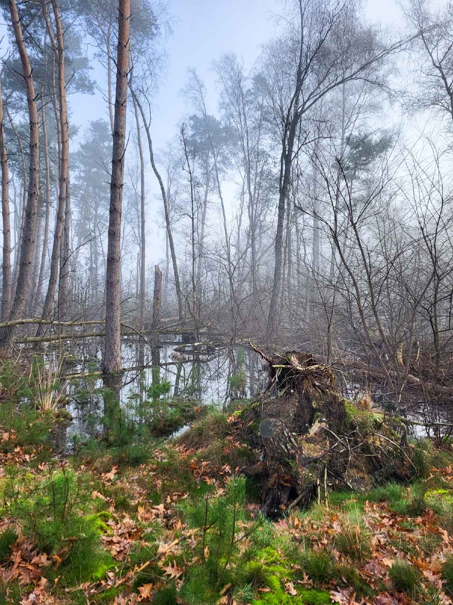 0006 maashorst 2024 03 06.54.19 0006 maashorst 2024 03 06.54.19