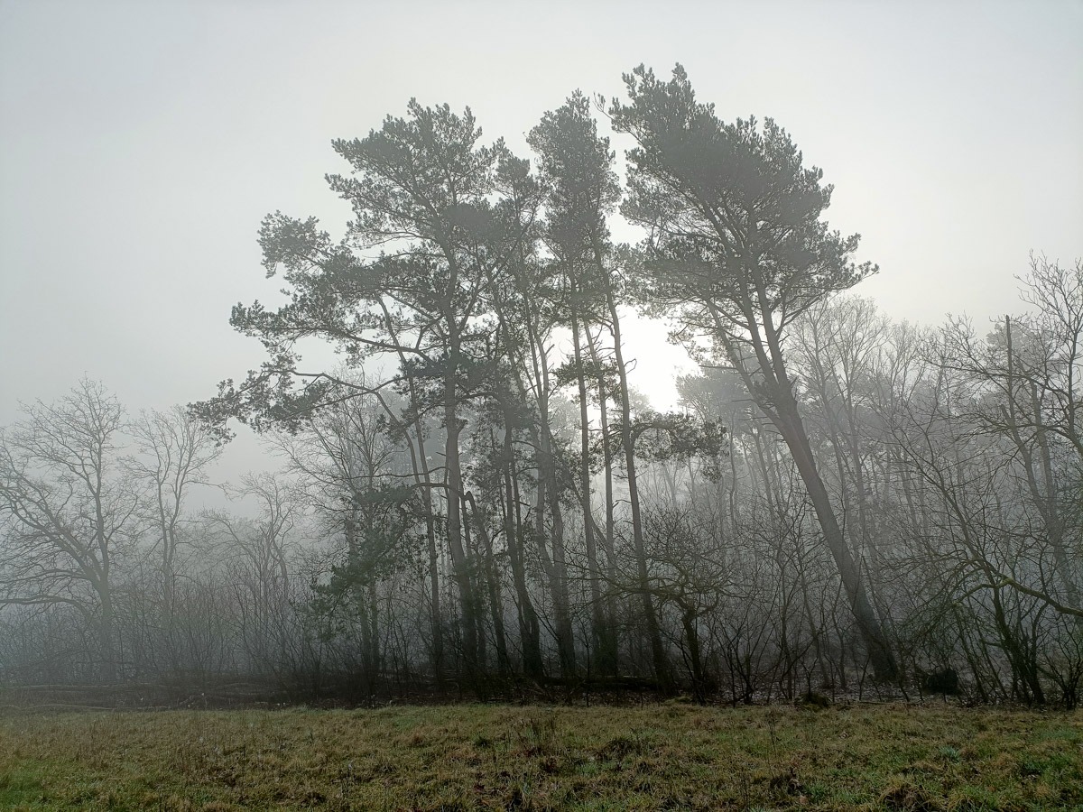 0009 maashorst img20240306085659 0009 maashorst img20240306085659