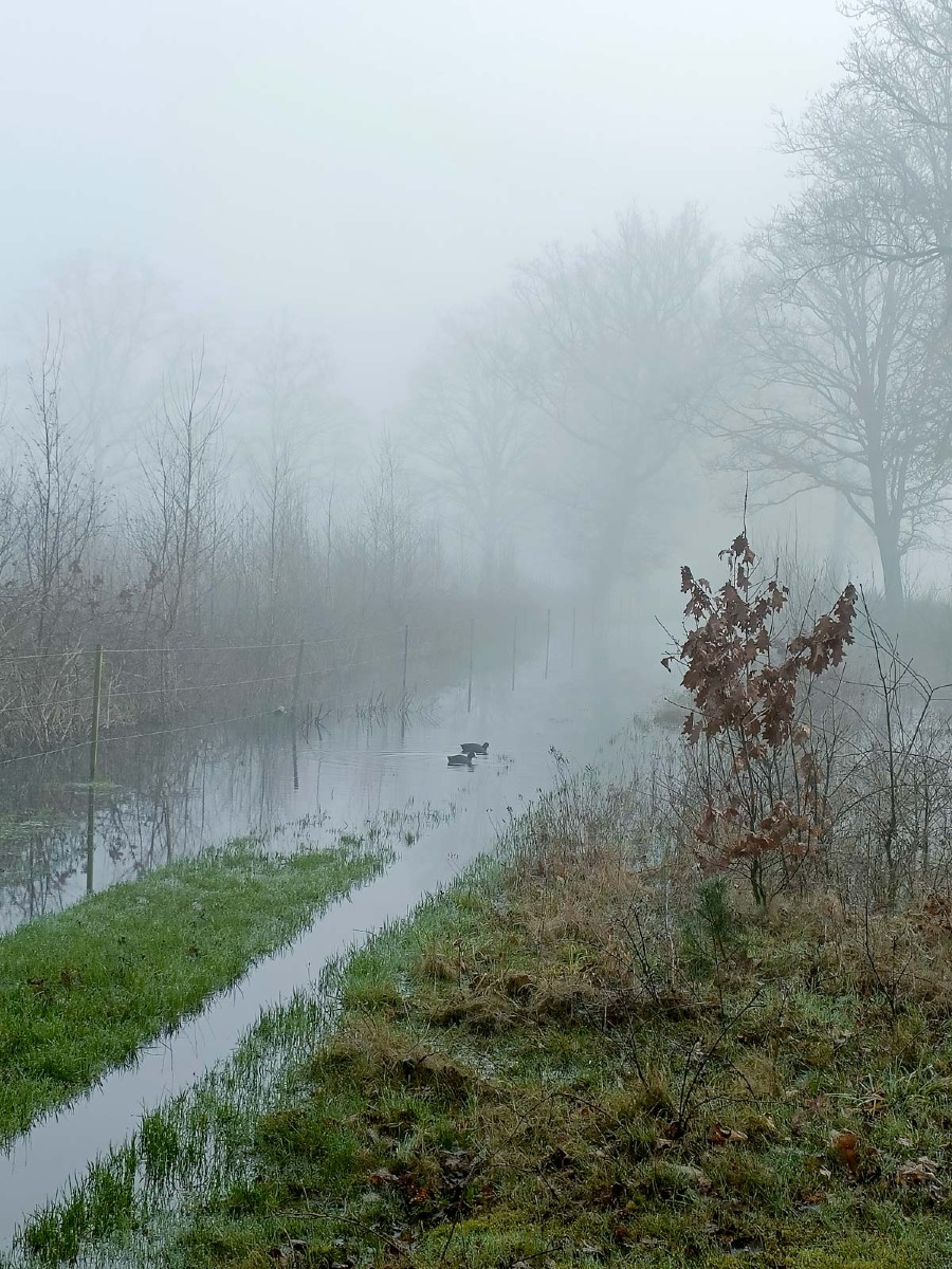 0015 maashorst img20240306092021 0015 maashorst img20240306092021