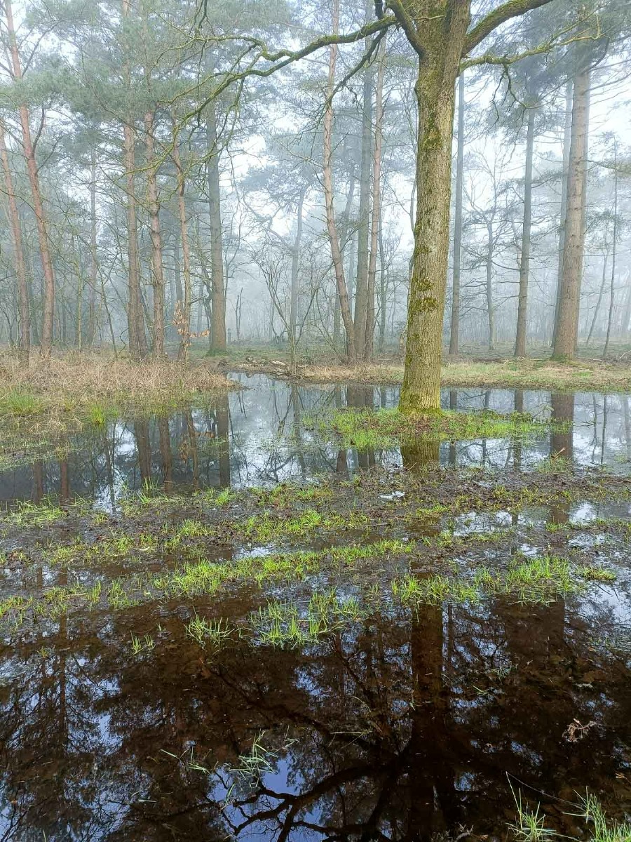 0025 maashorst img20240306092651 0025 maashorst img20240306092651