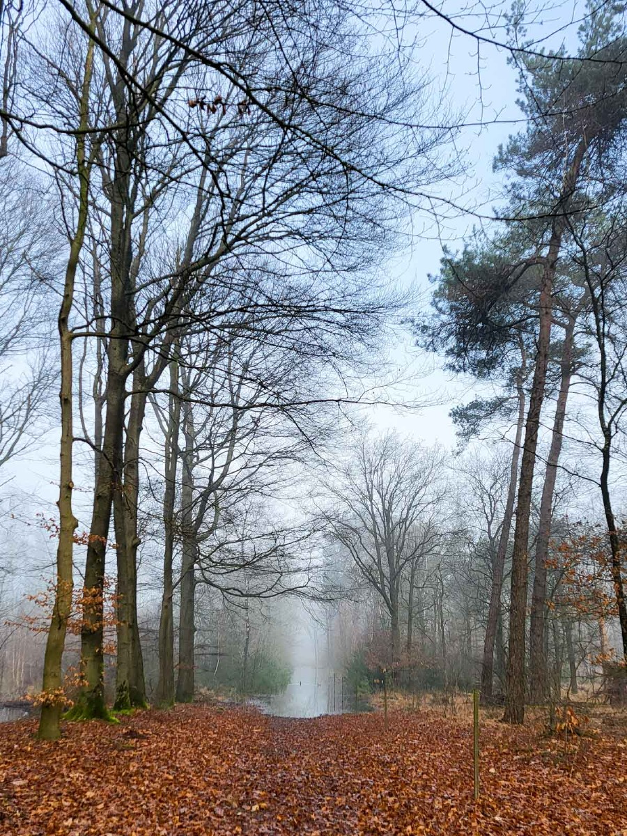 0032 maashorst 2024 03 06.42.01 0032 maashorst 2024 03 06.42.01