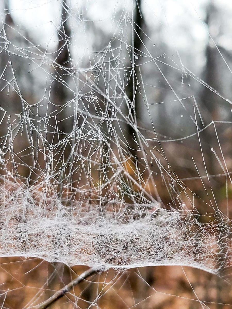 0039 maashorst 2024 03 06.49.45 0039 maashorst 2024 03 06.49.45