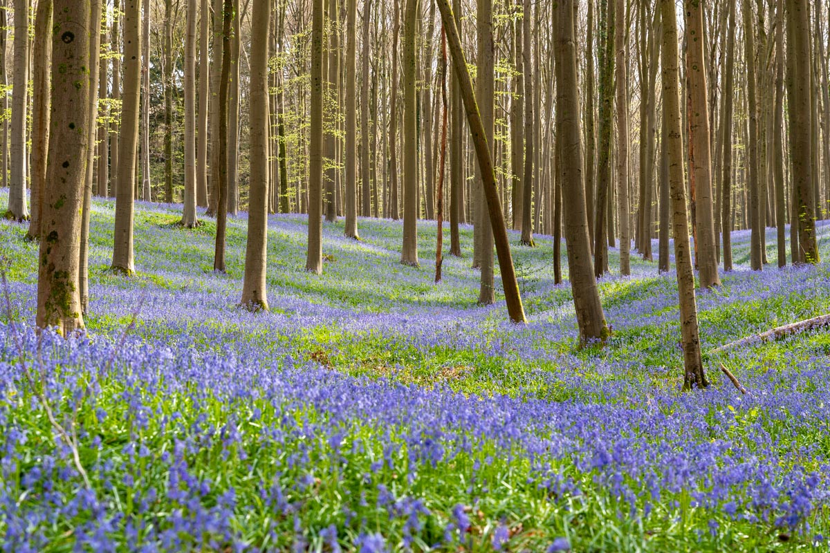 Hyacintenfestival @ Hallerbos, Halle (B)