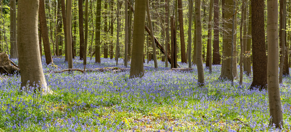 Hyacintenfestival Hallerbos, Halle, België