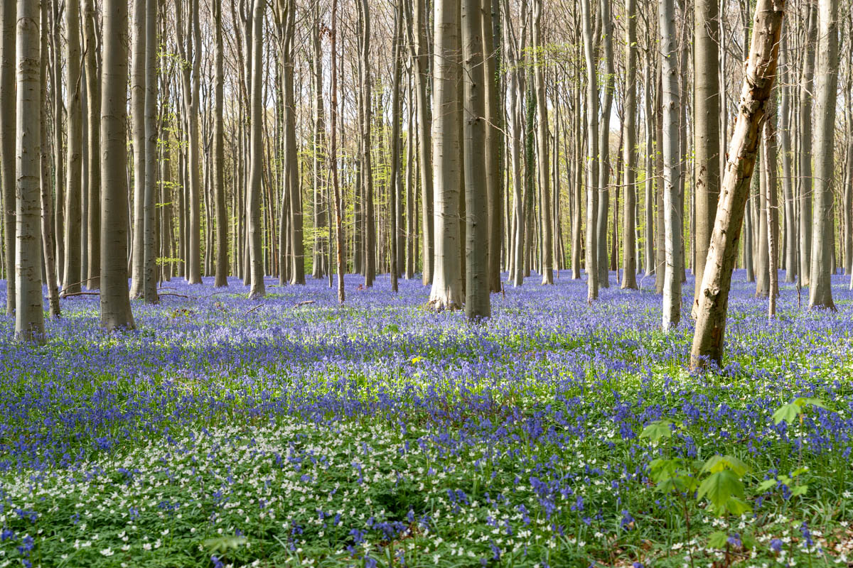 Hyacintenfestival Hallerbos, Halle, België