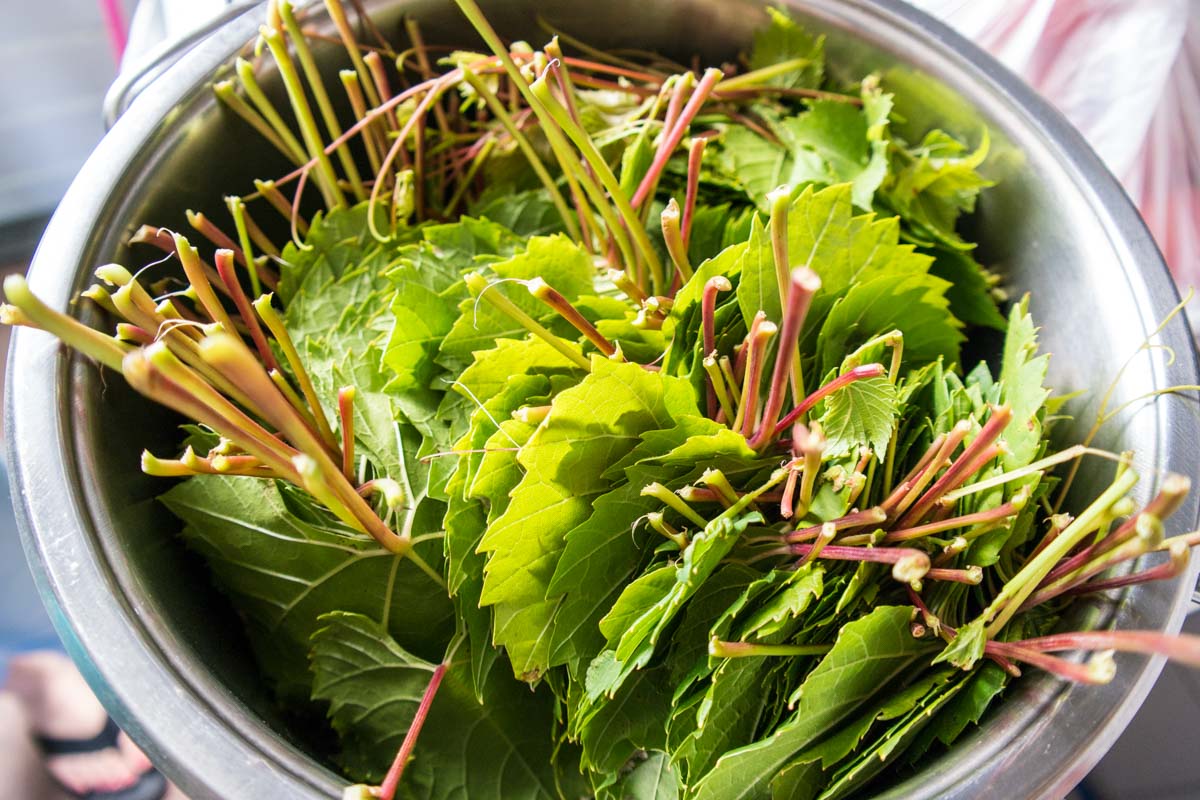Gevulde druivenbladeren - dolma Gevulde druivenbladeren - dolma