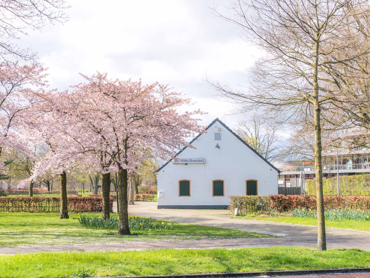 Bloesem @ de witte boederij Uden Bloesem @ de witte boederij Uden