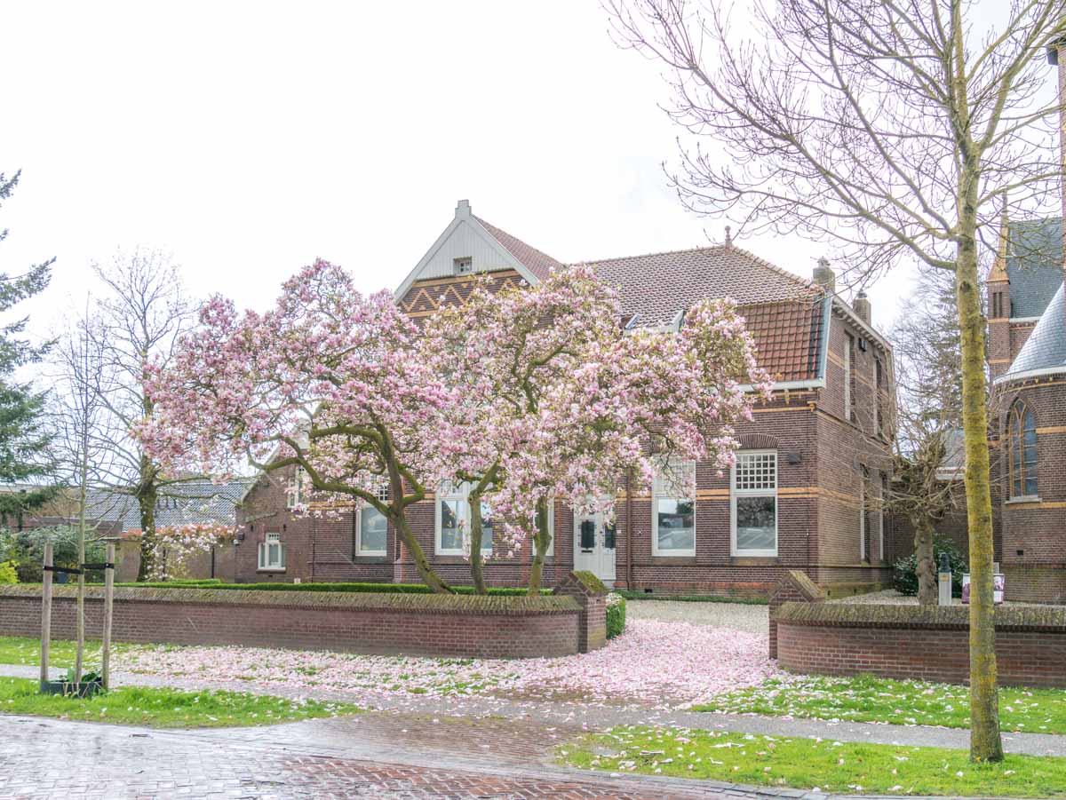 Magnolia @ Mariaheide Magnolia @ Mariaheide