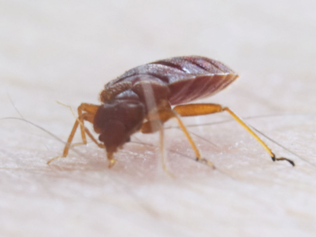 Bedbug