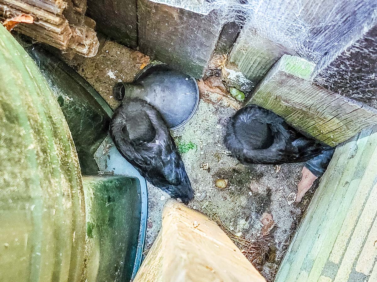 Jonge kauwen in de tuin Jonge kauwen in de tuin