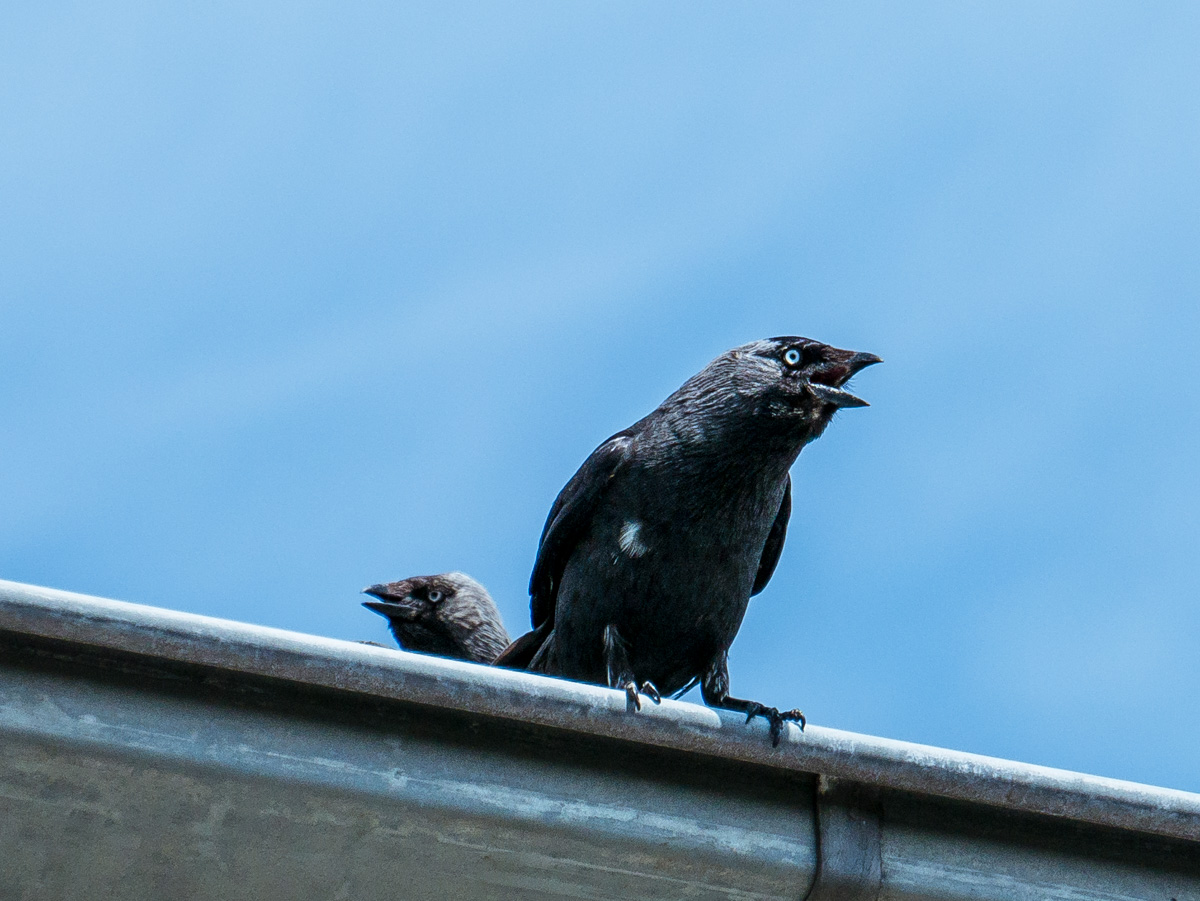 Jonge kauwen in de tuin Jonge kauwen in de tuin