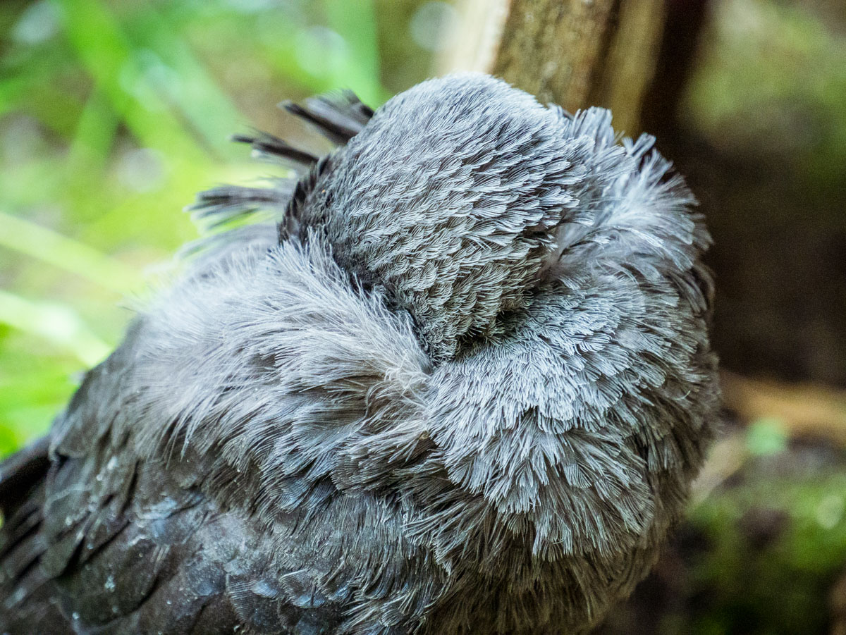 Jonge kauwen in de tuin Jonge kauwen in de tuin