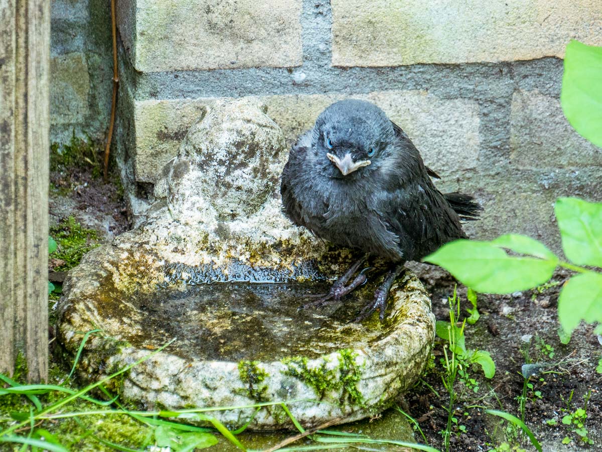 Jonge kauwen in de tuin