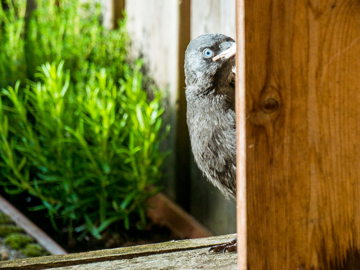 Jonge kauwen in de tuin Jonge kauwen in de tuin