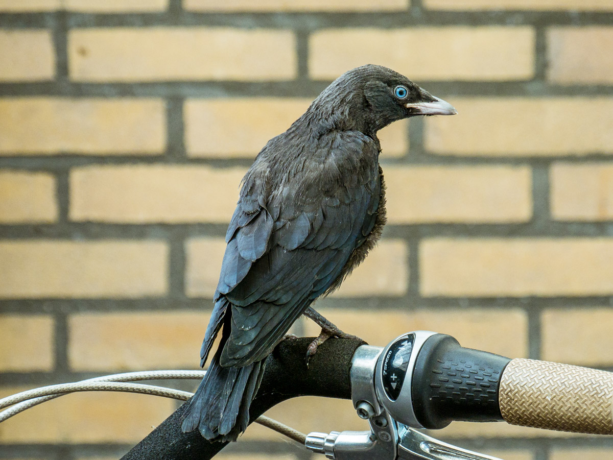 Jonge kauwen in de tuin Jonge kauwen in de tuin