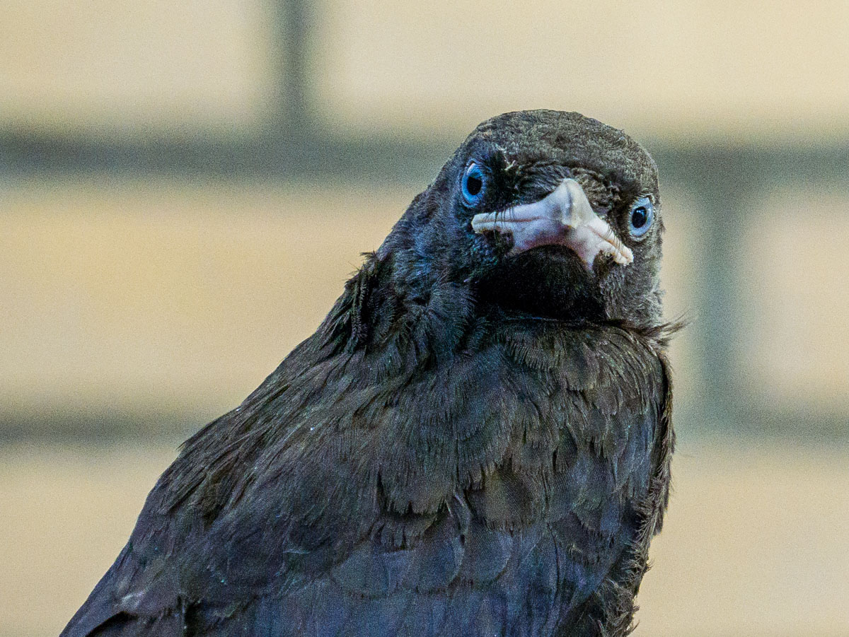 Jonge kauwen in de tuin Jonge kauwen in de tuin
