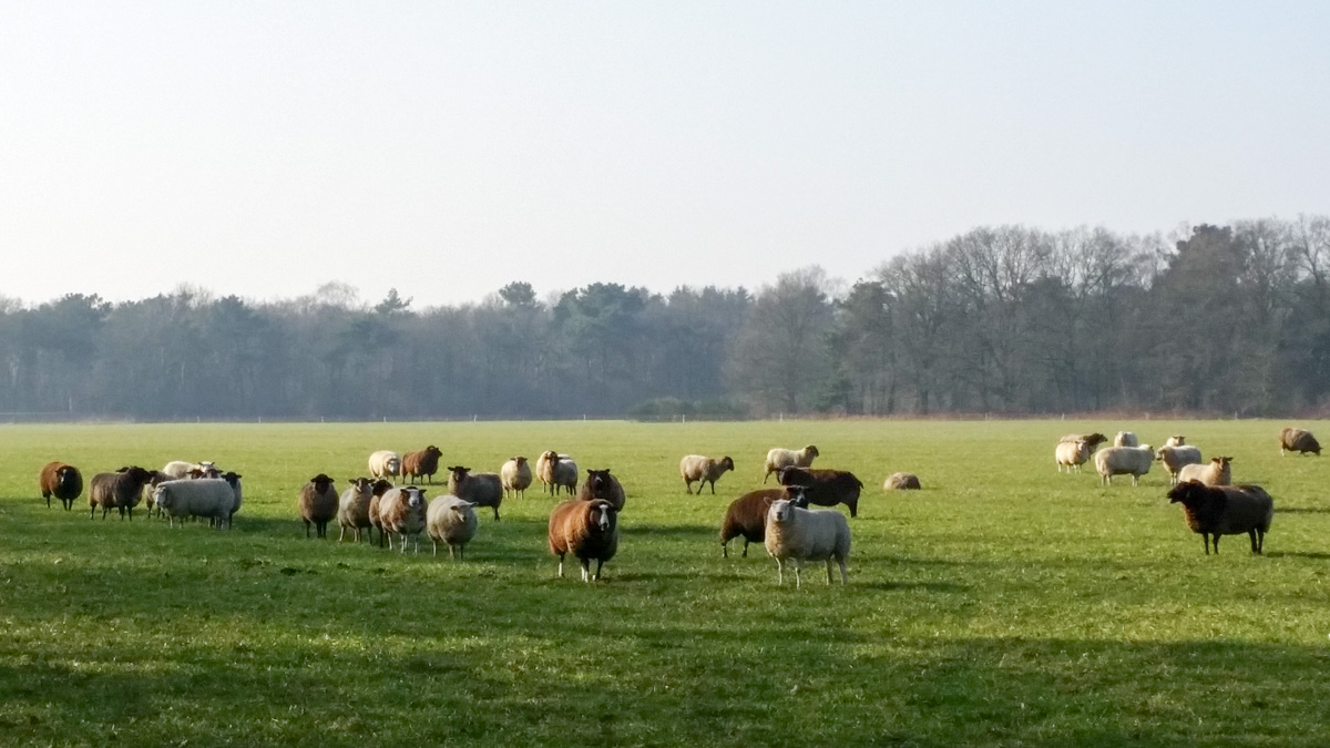 Hengstheuvel & Hultje, Maashorst boeren @ Uden