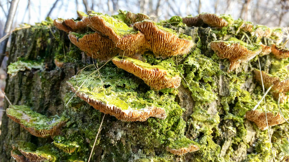 Hengstheuvel & Hultje, Maashorst boeren @ Uden