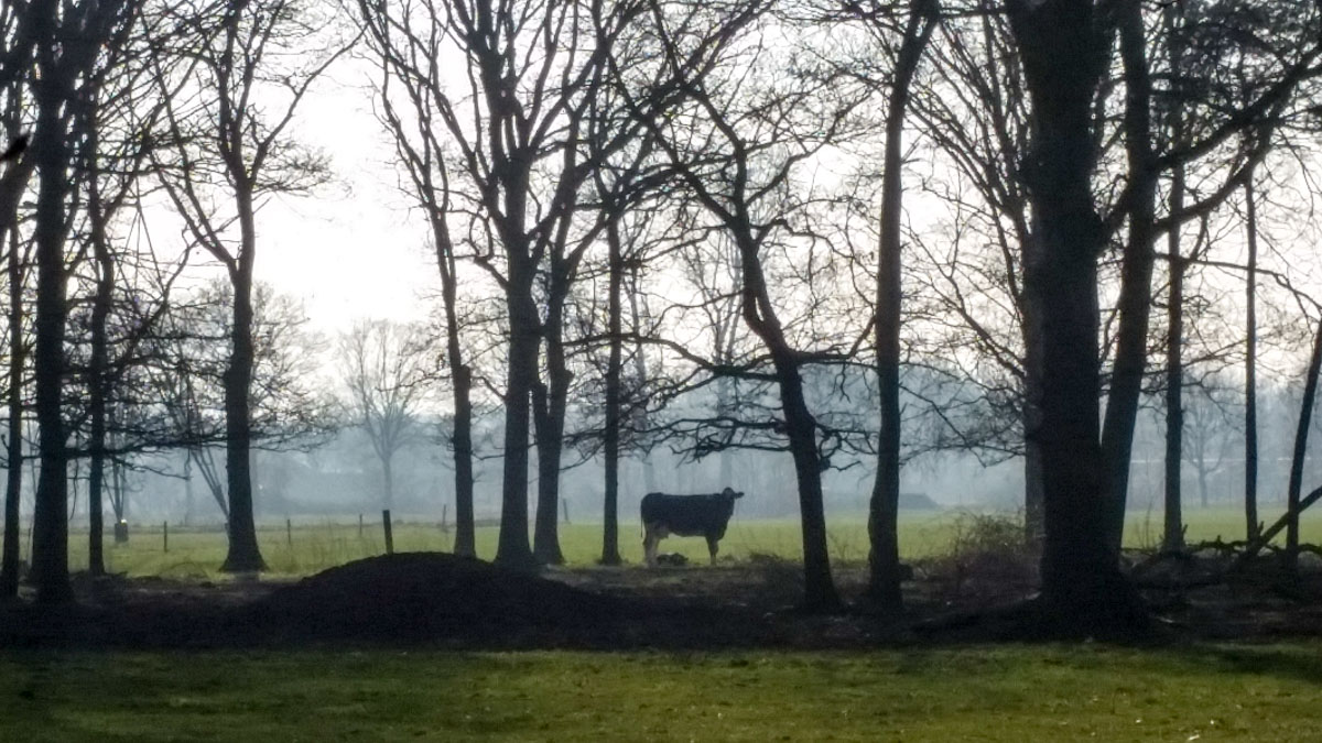 Hengstheuvel & Hultje, Maashorst boeren @ Uden