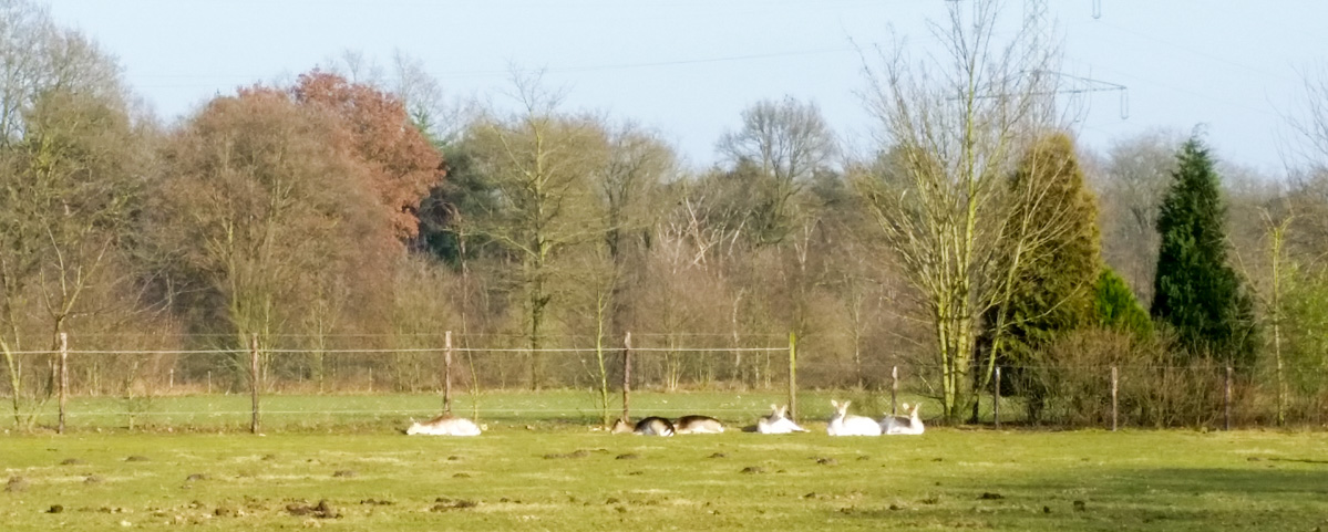 Hengstheuvel & Hultje, Maashorst boeren @ Uden