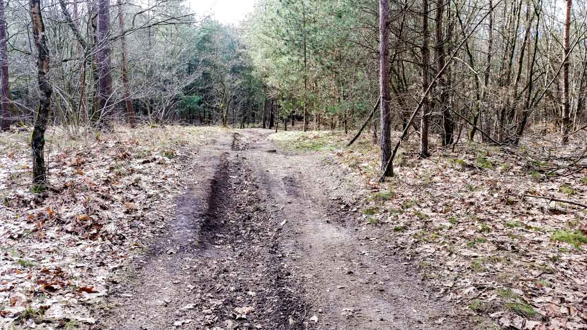 #wandelroute 12: Reekse bossen