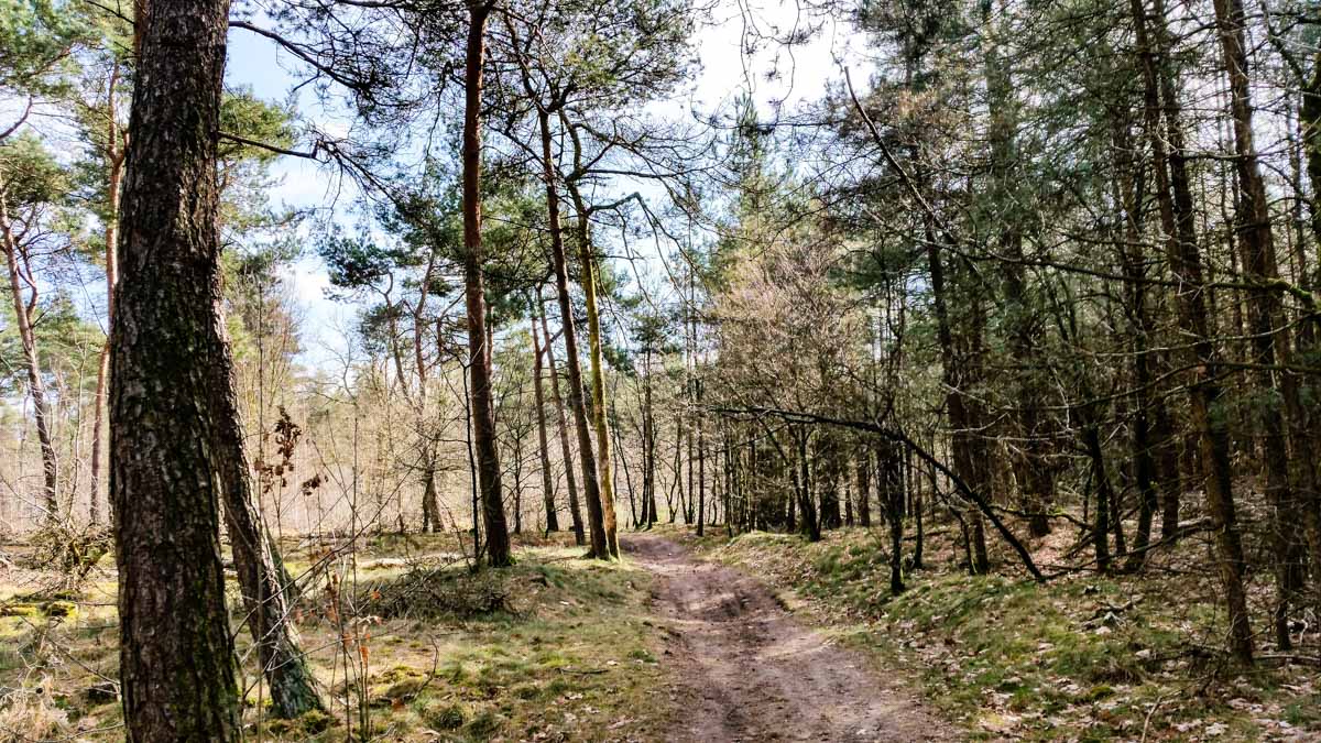 #wandelroute 12: Reekse bossen