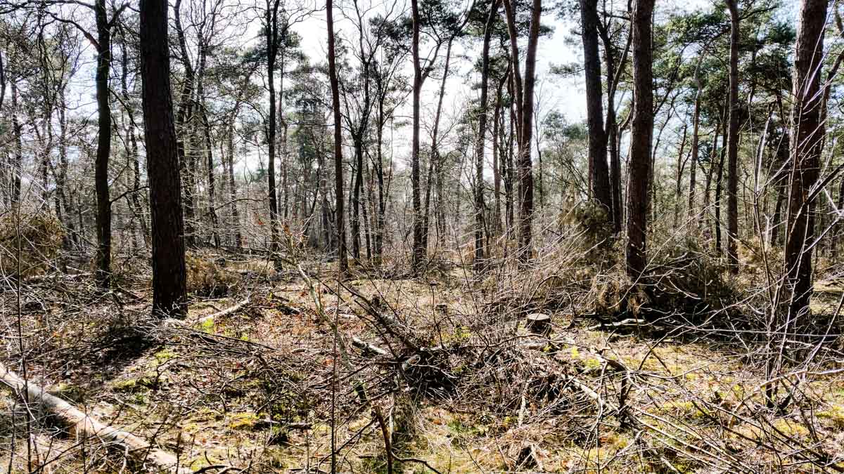 #wandelroute 12: Reekse bossen