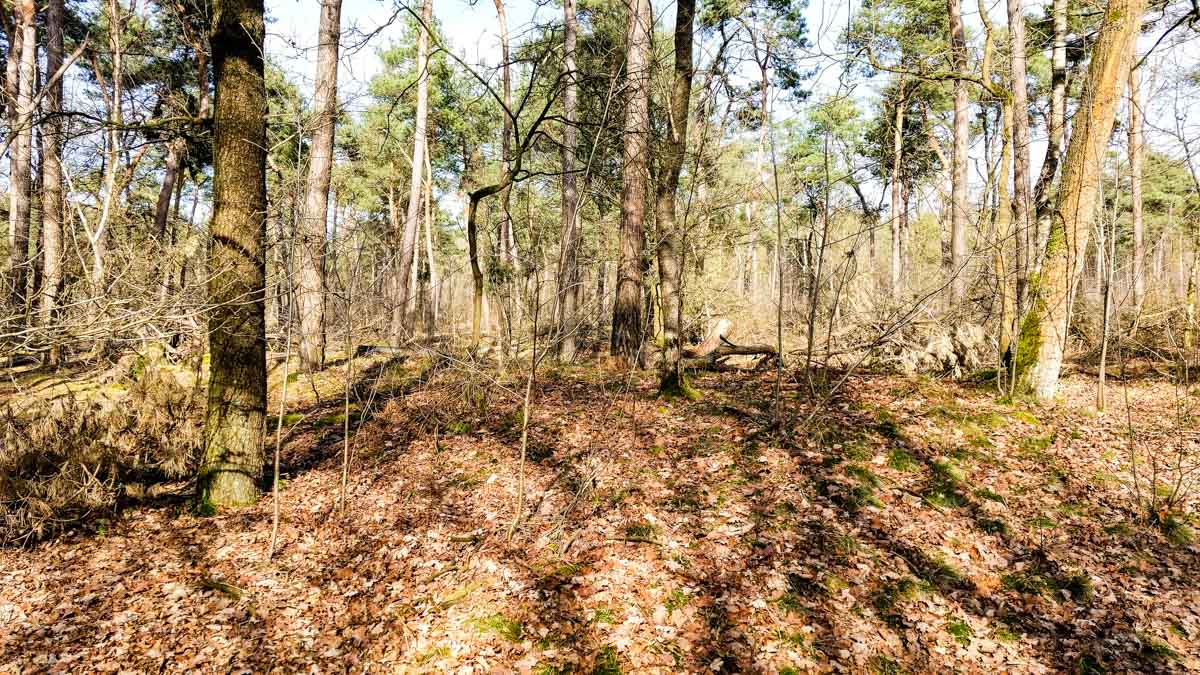 #wandelroute 12: Reekse bossen