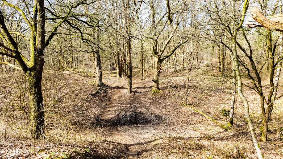 #wandelroute 12: Reekse bossen