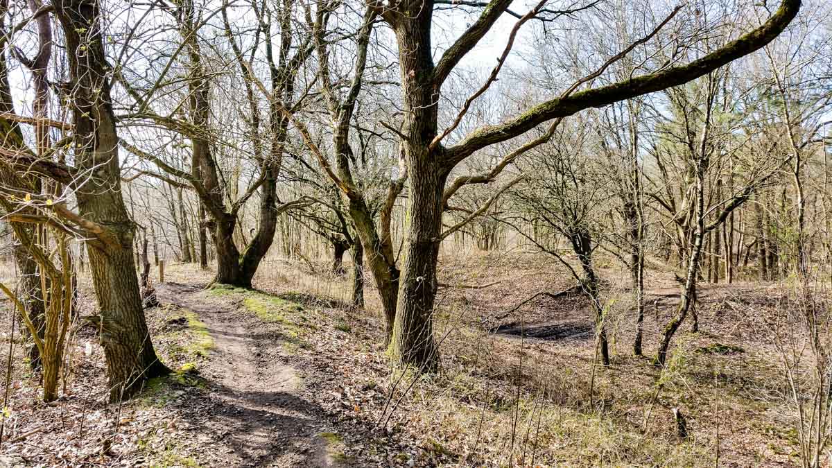#wandelroute 12: Reekse bossen