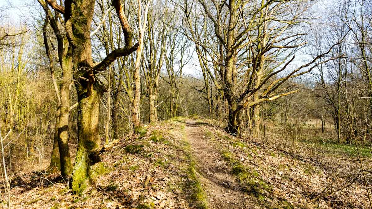 #wandelroute 12: Reekse bossen