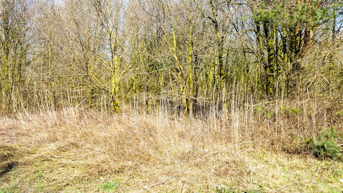 #wandelroute 12: Reekse bossen