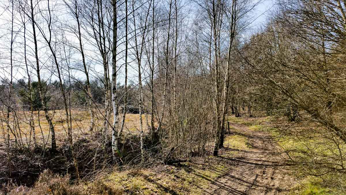 #wandelroute 12: Reekse bossen