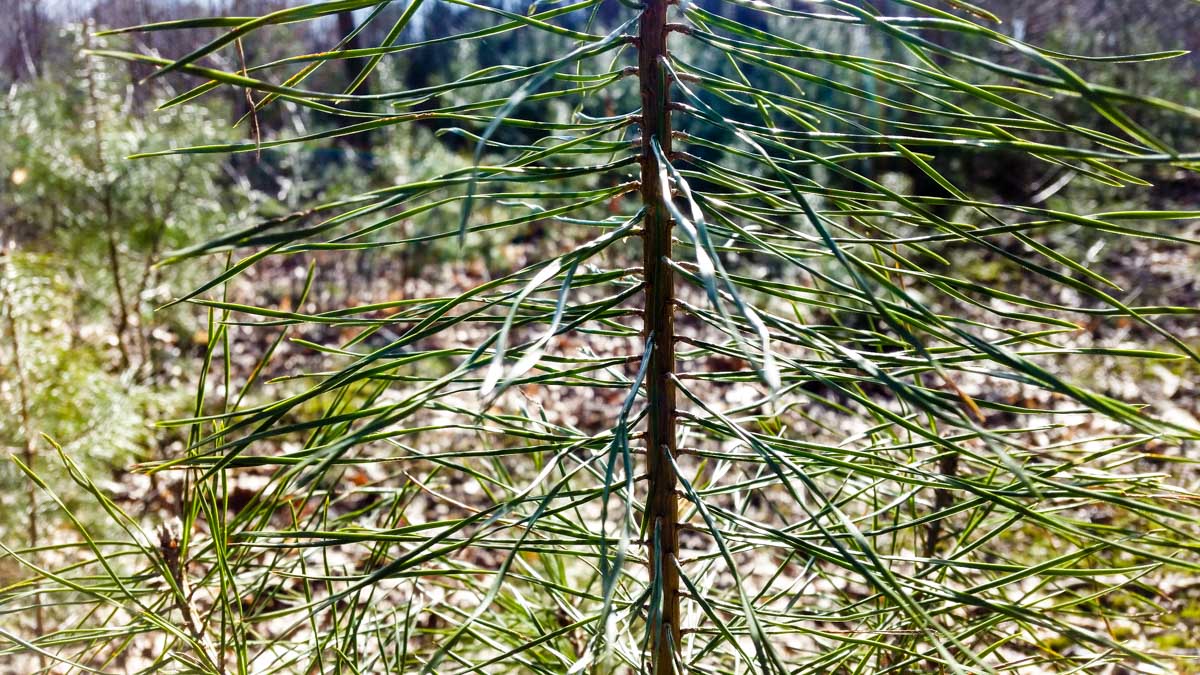 #wandelroute 12: Reekse bossen
