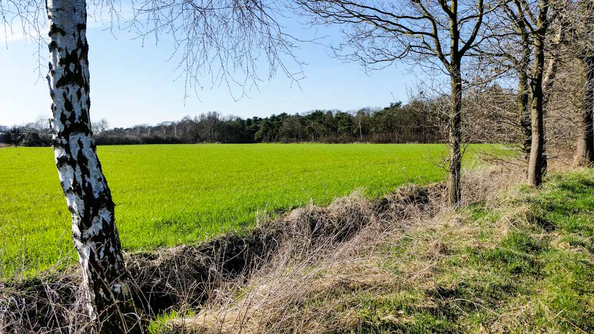 #wandelroute 12: Reekse bossen