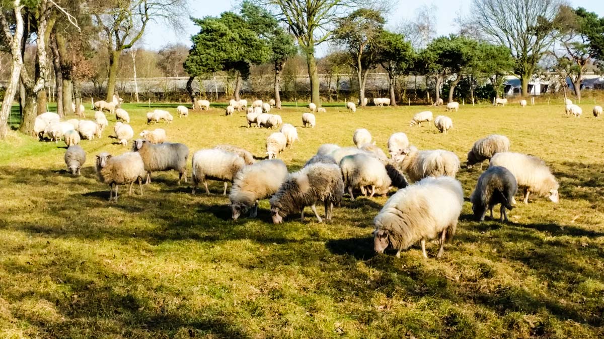 #wandelroute 12: Reekse bossen