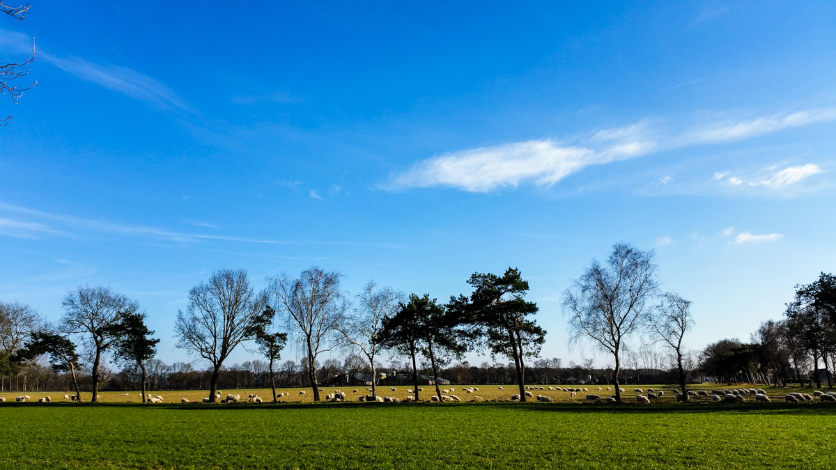 #wandelroute 12: Reekse bossen